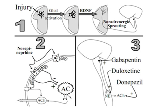 Eisenach lab graphic mechanisms of spinal noradrenergic system after nerve injury